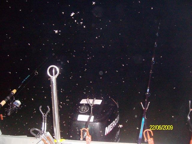 delta rosu 2009 - sany6780.JPG